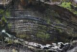 Slab Of Petrified Colla Wood With Chrysocolla - Turkey #93165-1